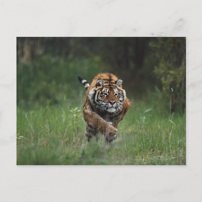 Blöt Sibiriska tigerladdning Vykort (Framsida)