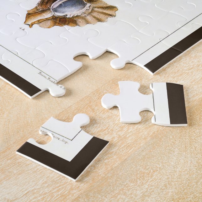 Blötdjur och sniglar, gamla marina organismer pussel (Sidan)