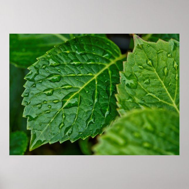 Blöten löv för regndroppsvattendroppar poster (Framsidan)