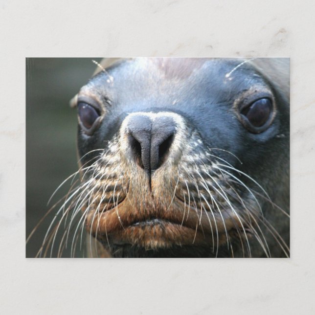 Blötens vykort för förseglingar (Framsida)