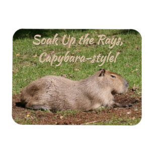 Blötläggning, Capybara-stil! Magnet