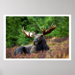 Blötläggning i gräs poster