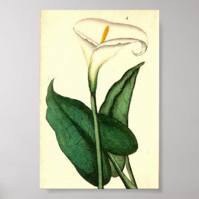 Blötsk Vintage Poster (Framsidan)