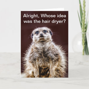 Blowdrymeerkat Kort