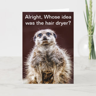 Blowdrymeerkat Kort