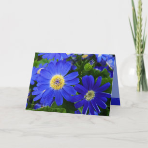 Blu-Daisy Tack Kort