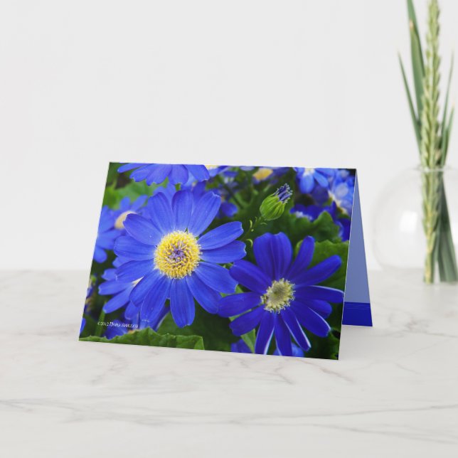 Blu-Daisy Tack Kort (Framsida)