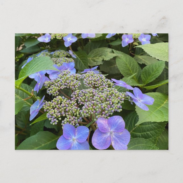 Blu Lacecap Hydrangea Photo Vykort (Framsida)