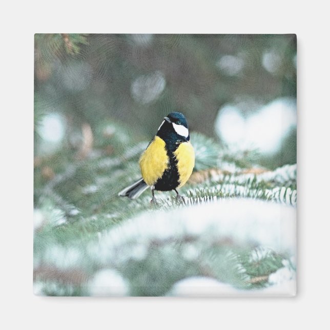 Blue С hickadee Bird on Grönt Spruce Träd Magnet (Framsidan)