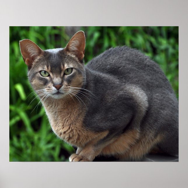 Blue Abyssinian cat - poster (Framsidan)