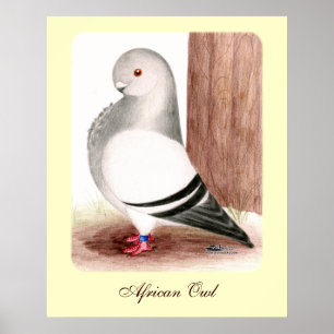 Blue African Uggla Pigeon Poster