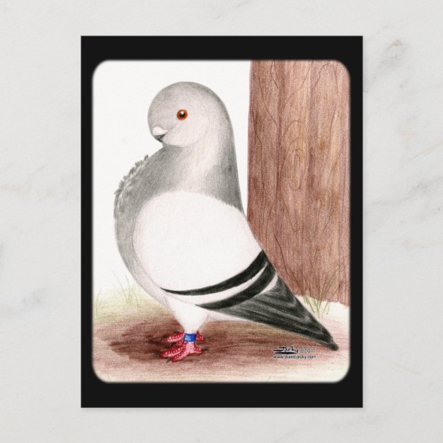 Blue African Uggla Pigeon Vykort (Framsida)