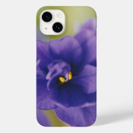 Blue African Violet Saintpaulia