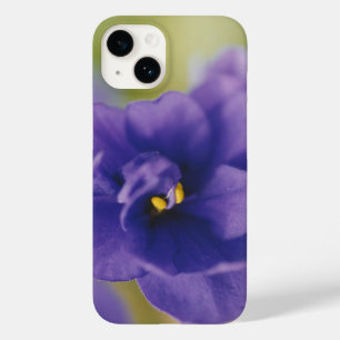 Blue African Violet Saintpaulia