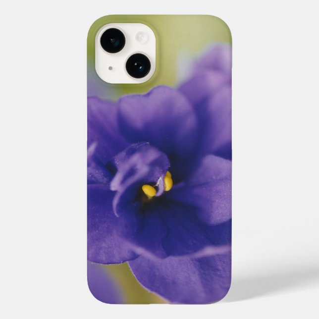 Blue African Violet Saintpaulia (Baksida)