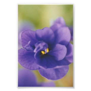 Blue African Violet Saintpaulia Fototryck