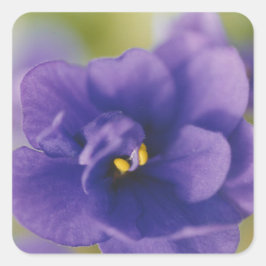 Blue African Violet Saintpaulia Fyrkantigt Klistermärke