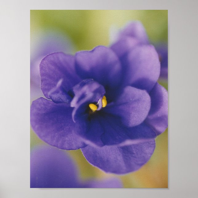 Blue African Violet Saintpaulia Poster (Framsidan)