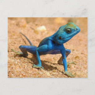 Blue Agama Sinaita Lizard Vykort