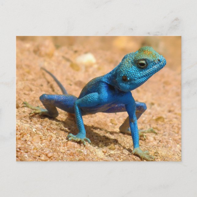 Blue Agama Sinaita Lizard Vykort (Framsida)