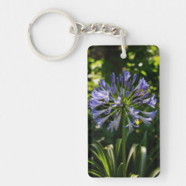 Blue Agapanthus Flowers
