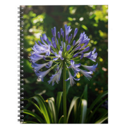 Blue Agapanthus Flowers Anteckningsbok