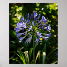 Blue Agapanthus Flowers