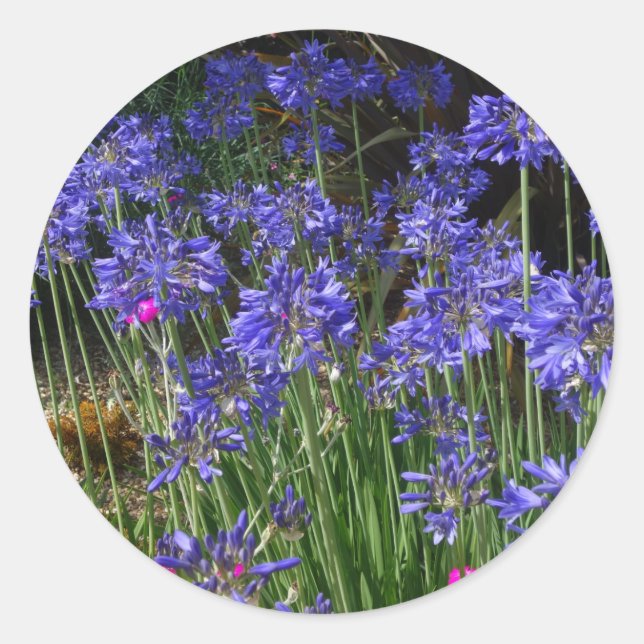 Blue Agapanthus Flowers Sticker Runt Klistermärke (Framsida)