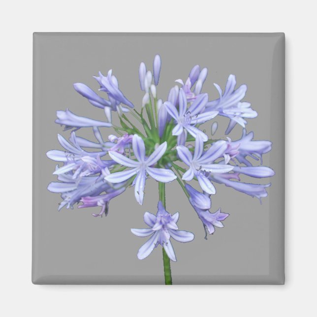 Blue Agapanthus Magnet (Framsidan)