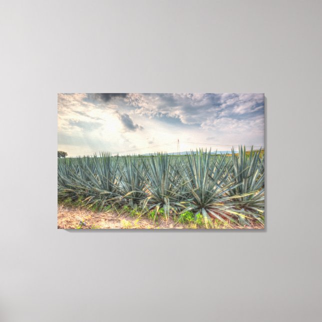 Blue Agave Canvastryck (Framsida)