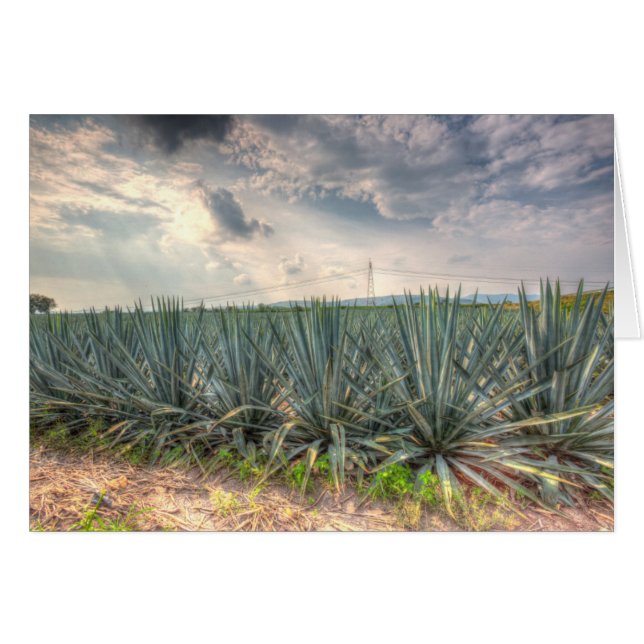 Blue Agave Hälsningskort (Framsidan Horizontal)