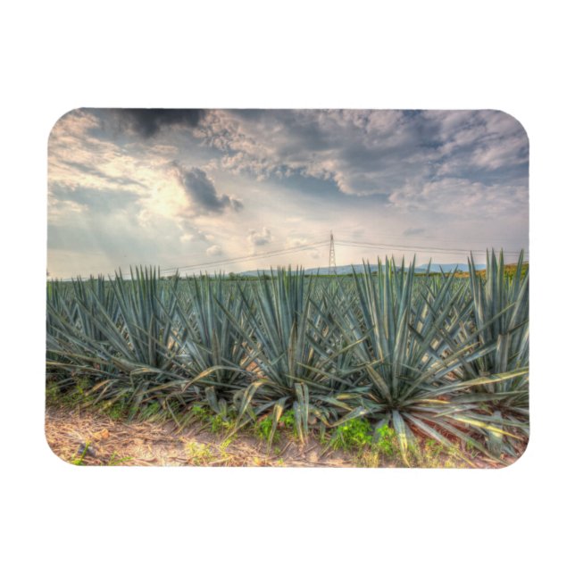 Blue Agave Magnet (Horisontell)