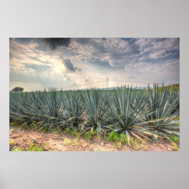 Blue Agave Poster (Framsidan)