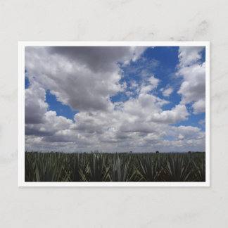 Blue Agave Tequila Paradise i Jalisco, Mexiko Vykort