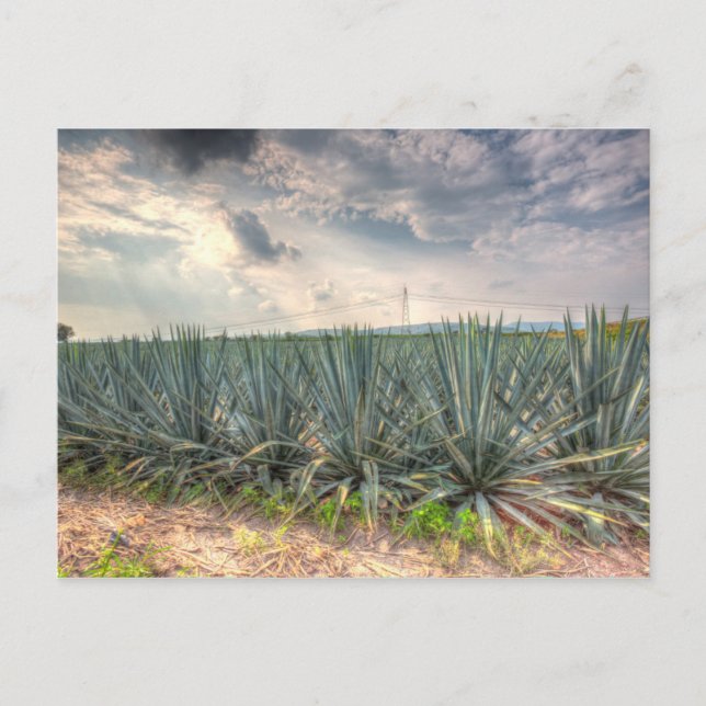 Blue Agave Vykort (Framsida)