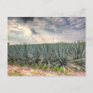 Blue Agave Vykort