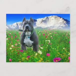 Blue American Pit Bull Terrier, Pikes Peak Vykort