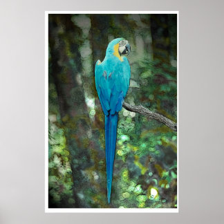 Blue and gult-macaw från JungleWalk.com Poster