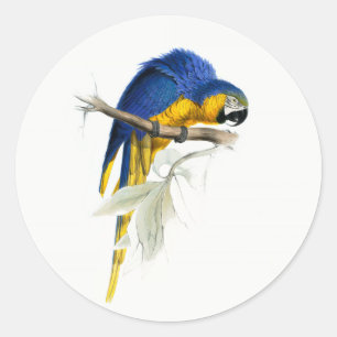 "Blue and Gult Macaw Vintage Runt Klistermärke