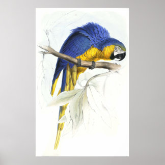 Blue and Gult Maccaw av Edward Lear Poster