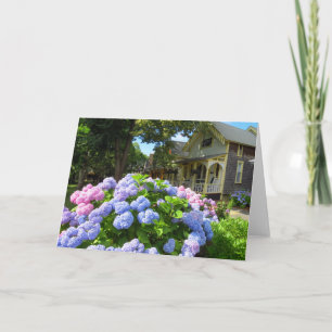 Blue and Rosa Hydrangeas - Martha's Vineyard Kort