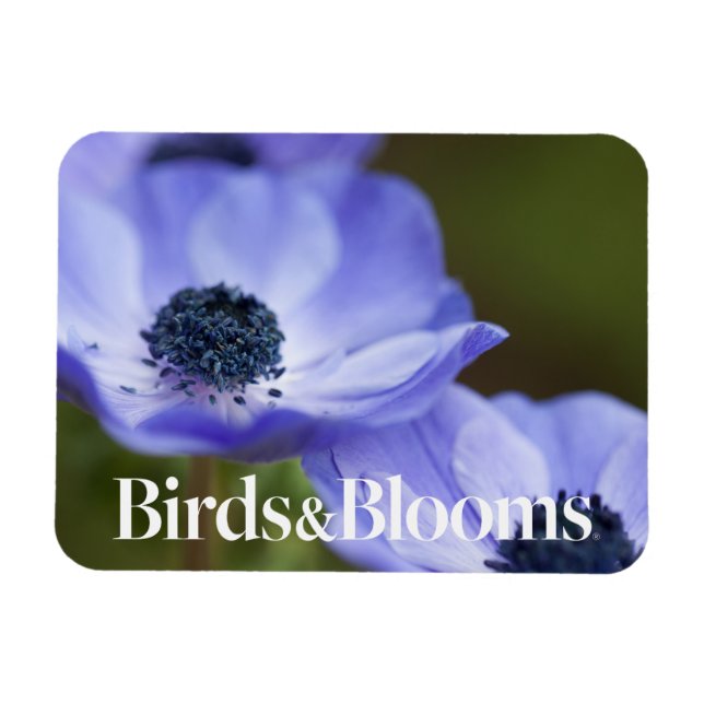 Blue Anemone Magnet (Horisontell)