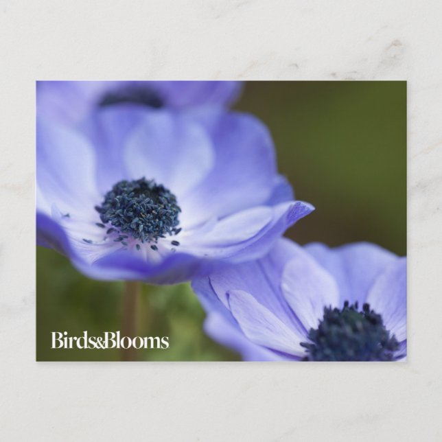 Blue Anemone Vykort (Framsida)