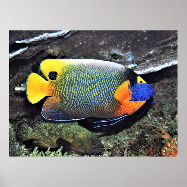 Blue Ansikte Angelfish Poster (Framsidan)