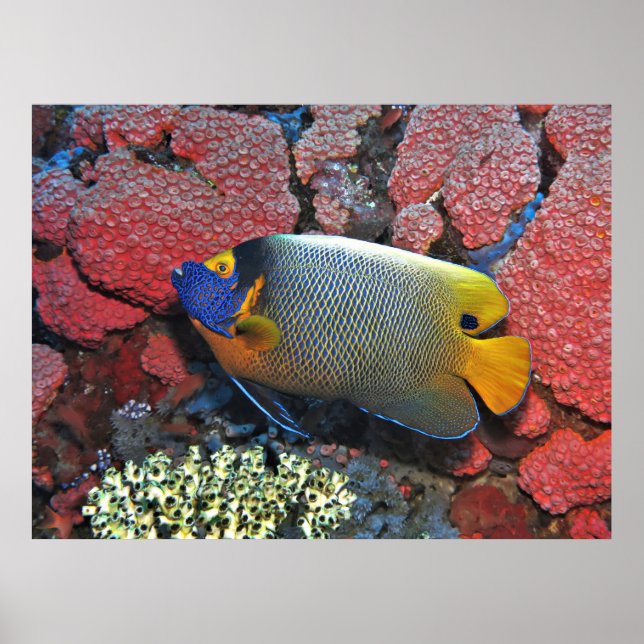 Blue Ansikte Angelfish Poster (Framsidan)