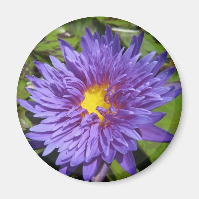 Blue Aster Magnet (Framsidan)