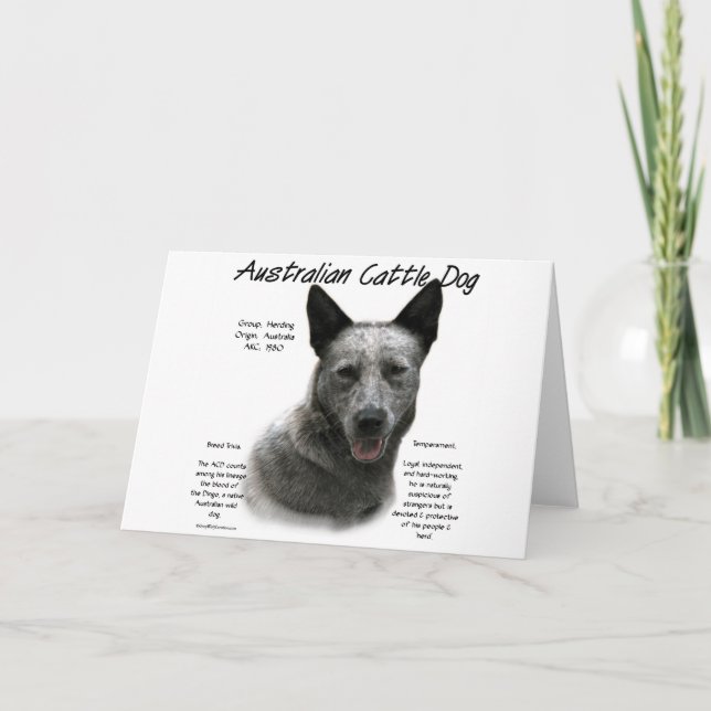 Blue Australian Cattle Hund History; Blue ACD Helgkort (Framsida)