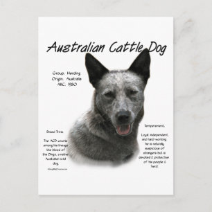 Blue Australian Cattle Hund History; Blue ACD Vykort
