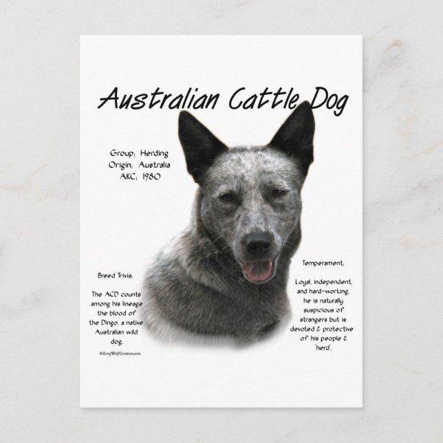 Blue Australian Cattle Hund History; Blue ACD Vykort (Framsida)