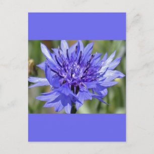 Blue Bachelor Button Flower Vykort
